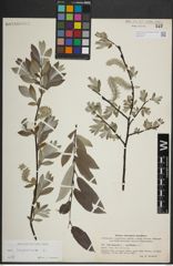 Foto von Salix lapponum L.
